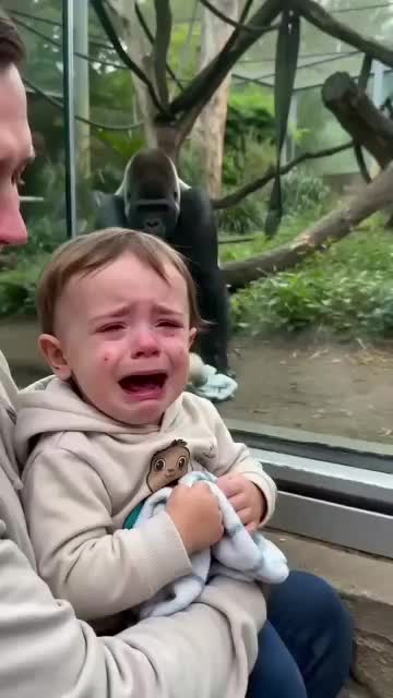 @Fox Lover