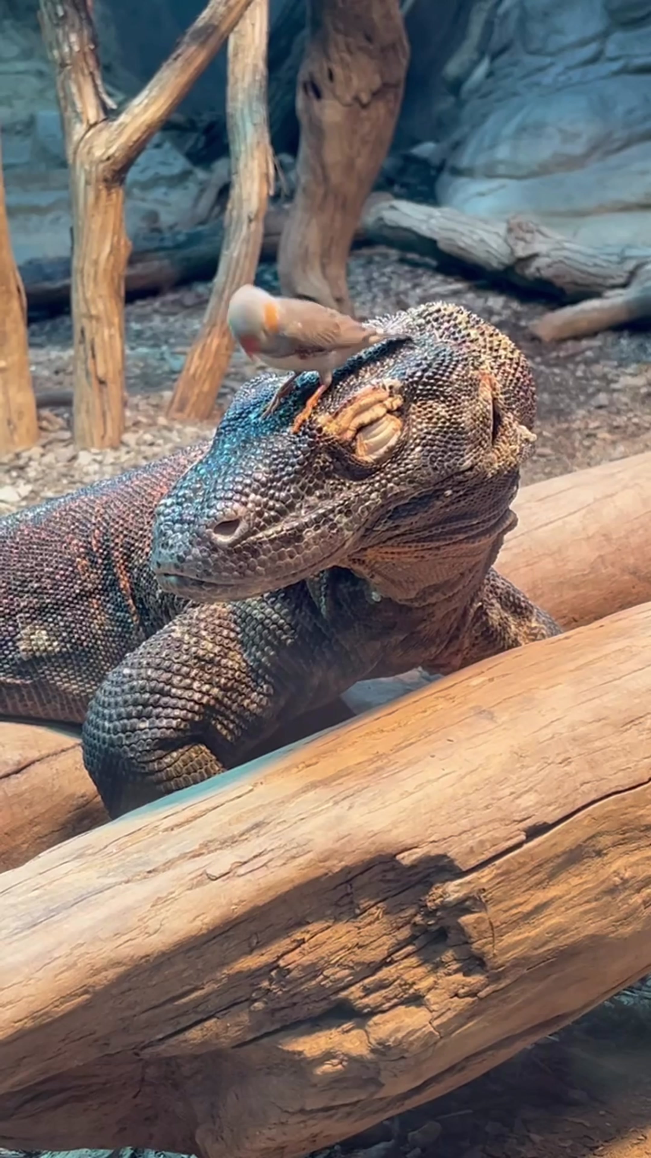 @Cincinnati Zoo