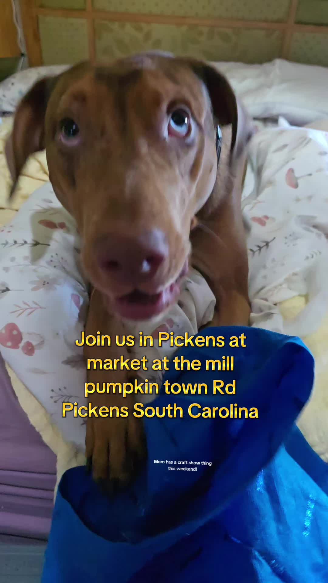 @Jasper_The_Dobiehoula
