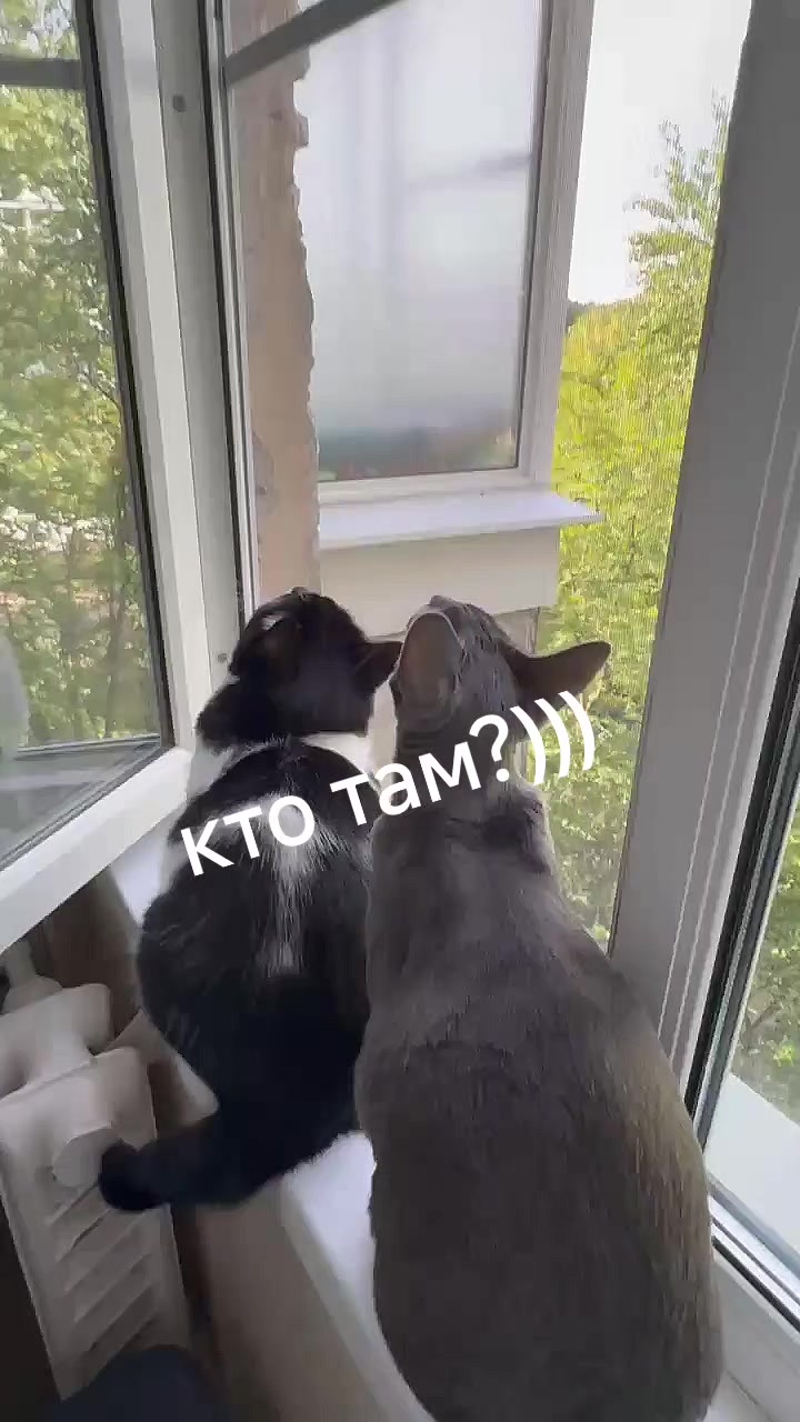 @Лена В