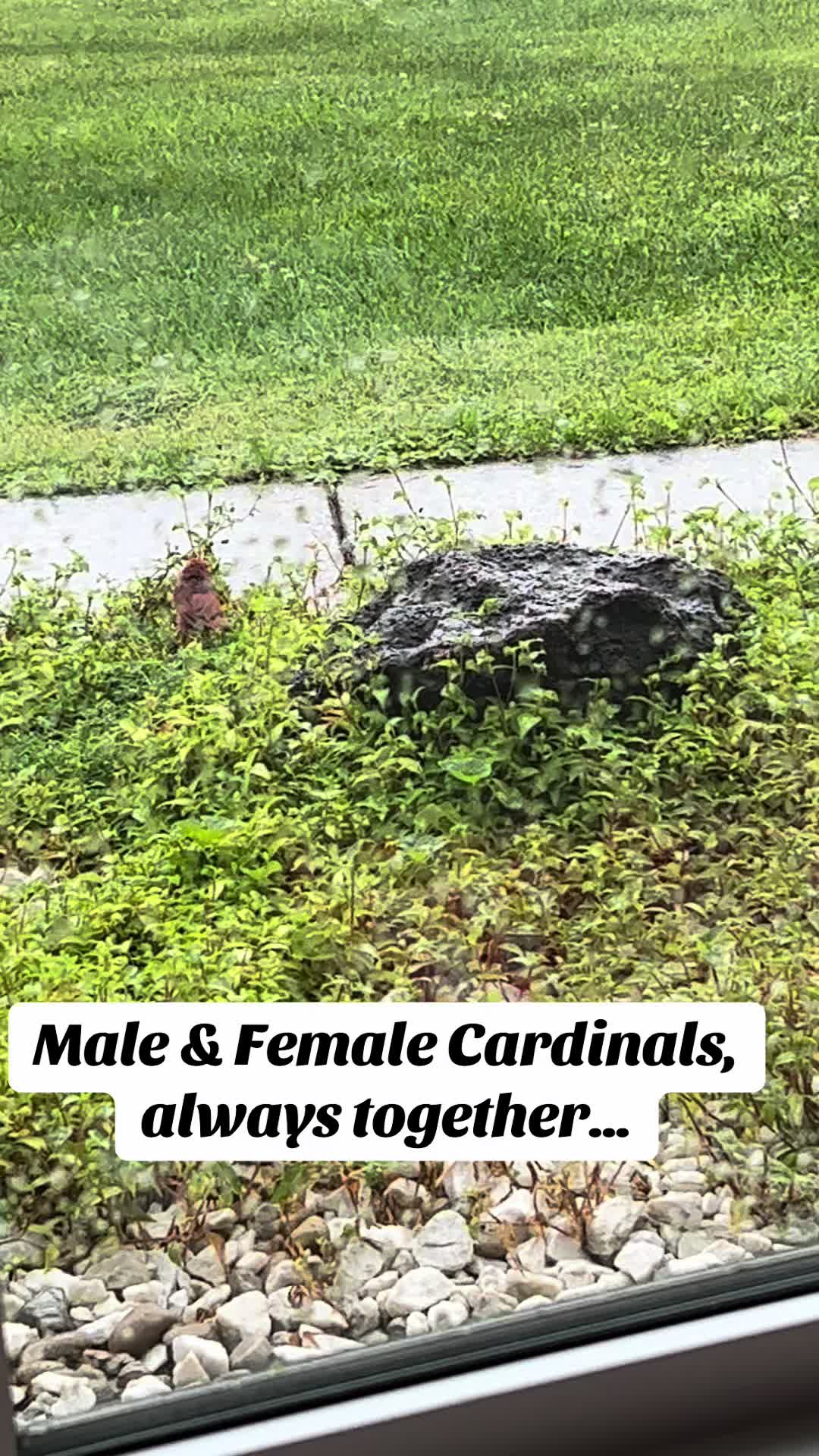 @kentuckyhomesteadmomma