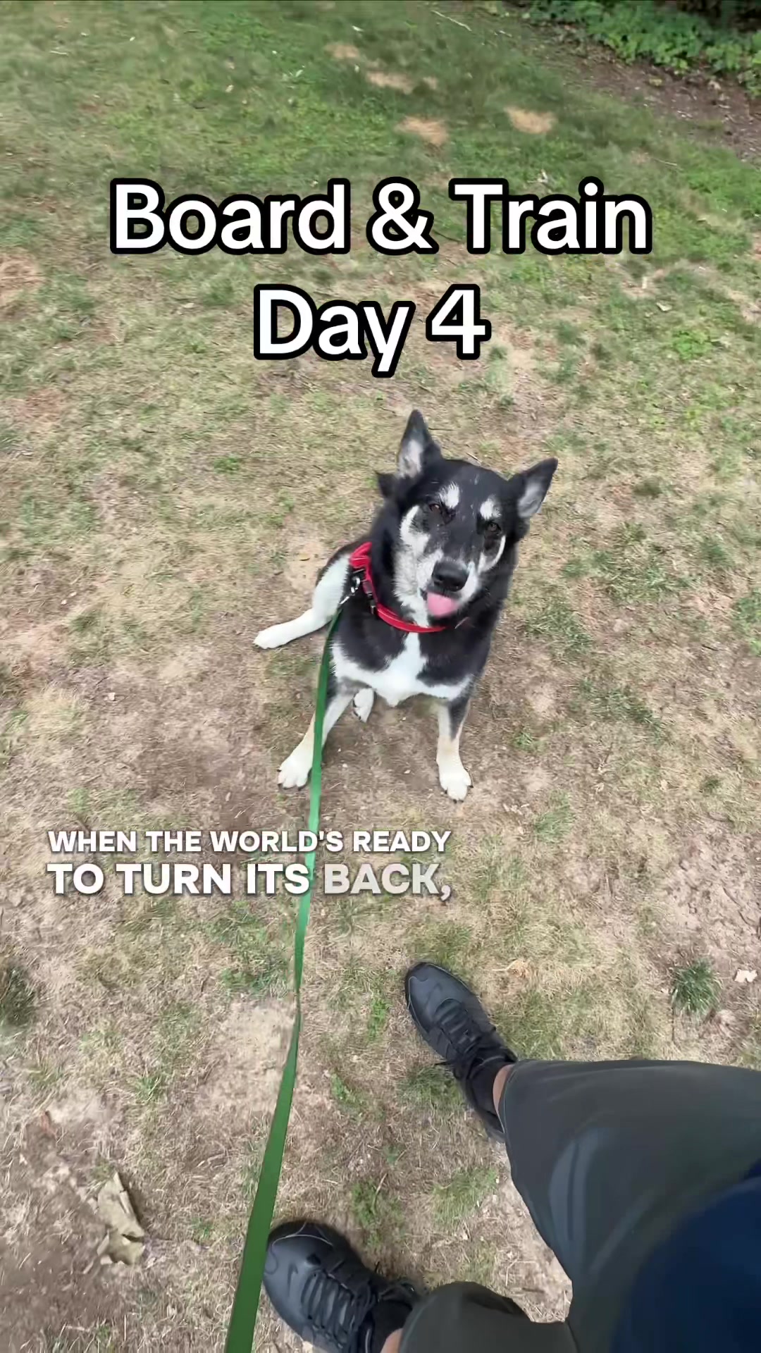 @Best Buddy Dog Trainer LLC