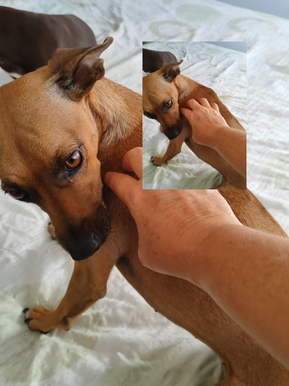 @Belinha e tiamara