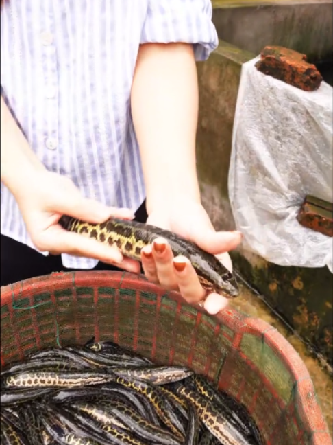 @Trại Cá Giống Quang Lâm