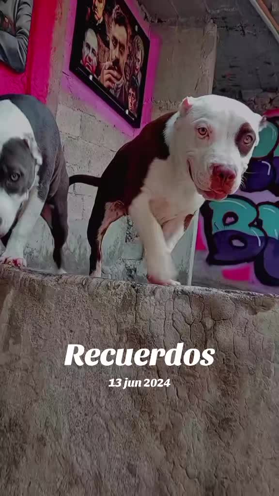 @pirata bulls 🦍🐷