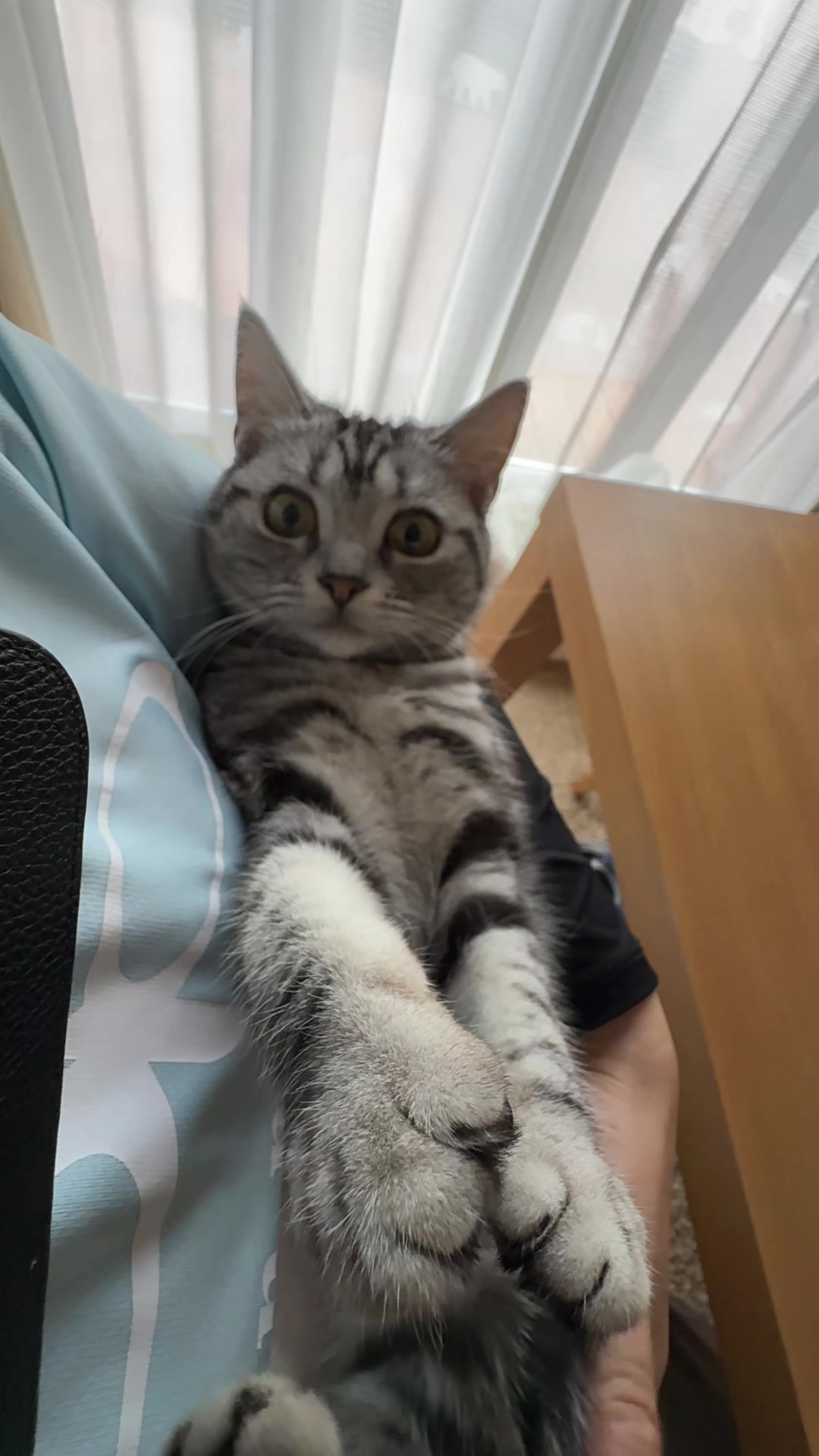 @パンダコンダ