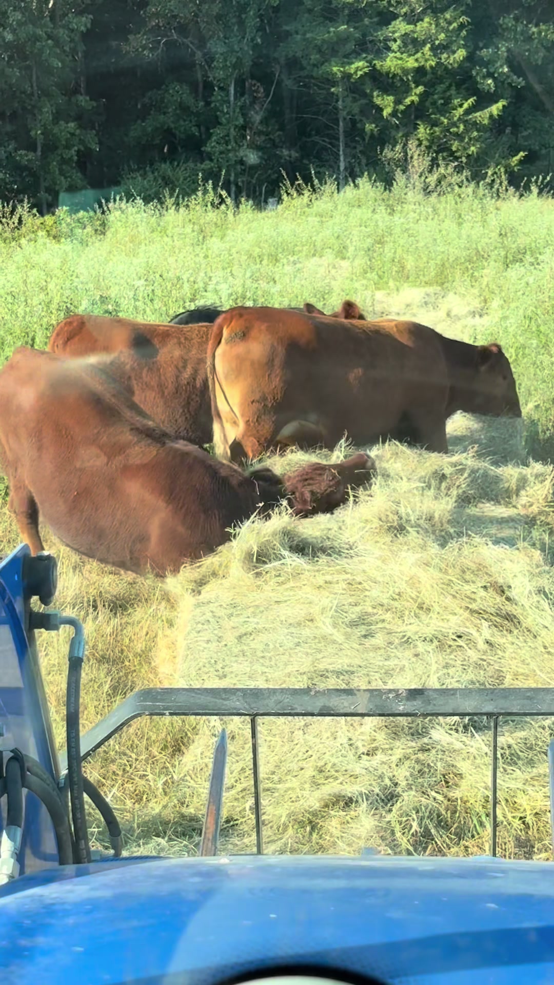 @Massey Land & Cattle