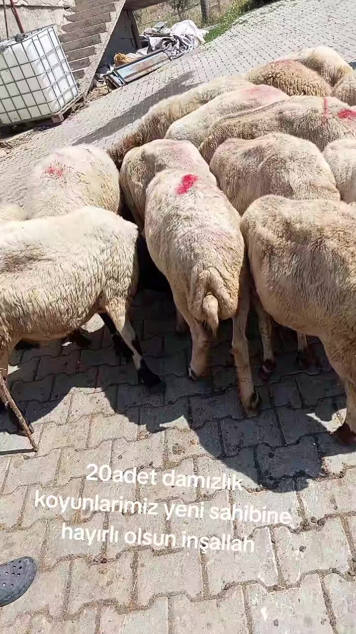 @İbrahim Erhan erhan