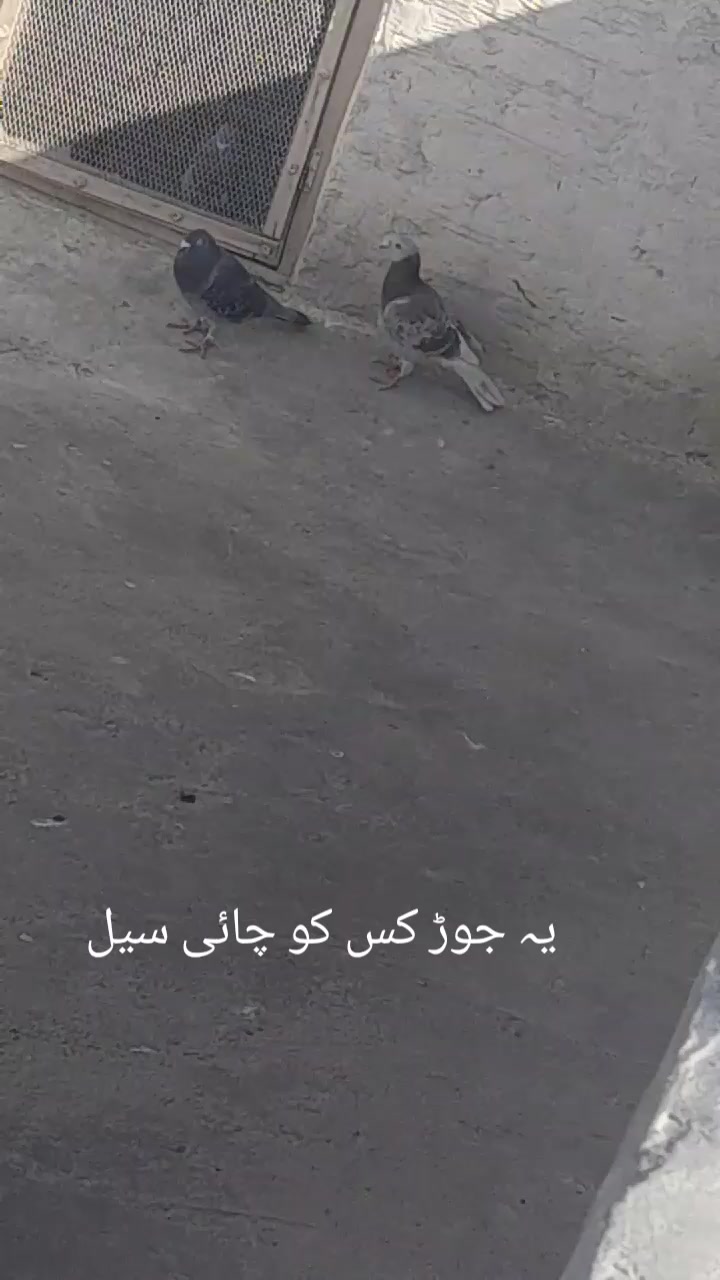 @chamanjanshoukmallroade