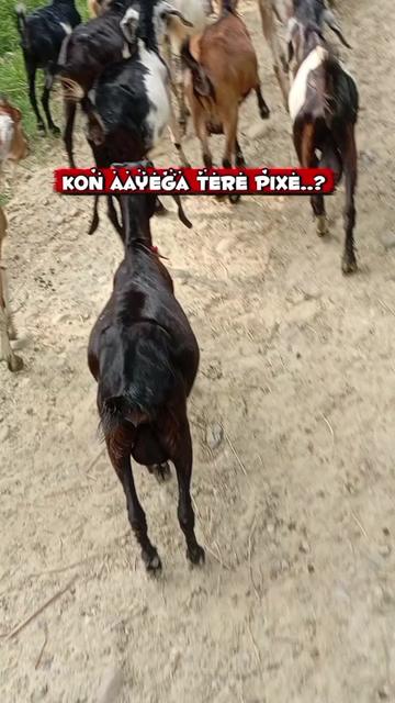 @Mandal aaj ka bhaichara ๐
