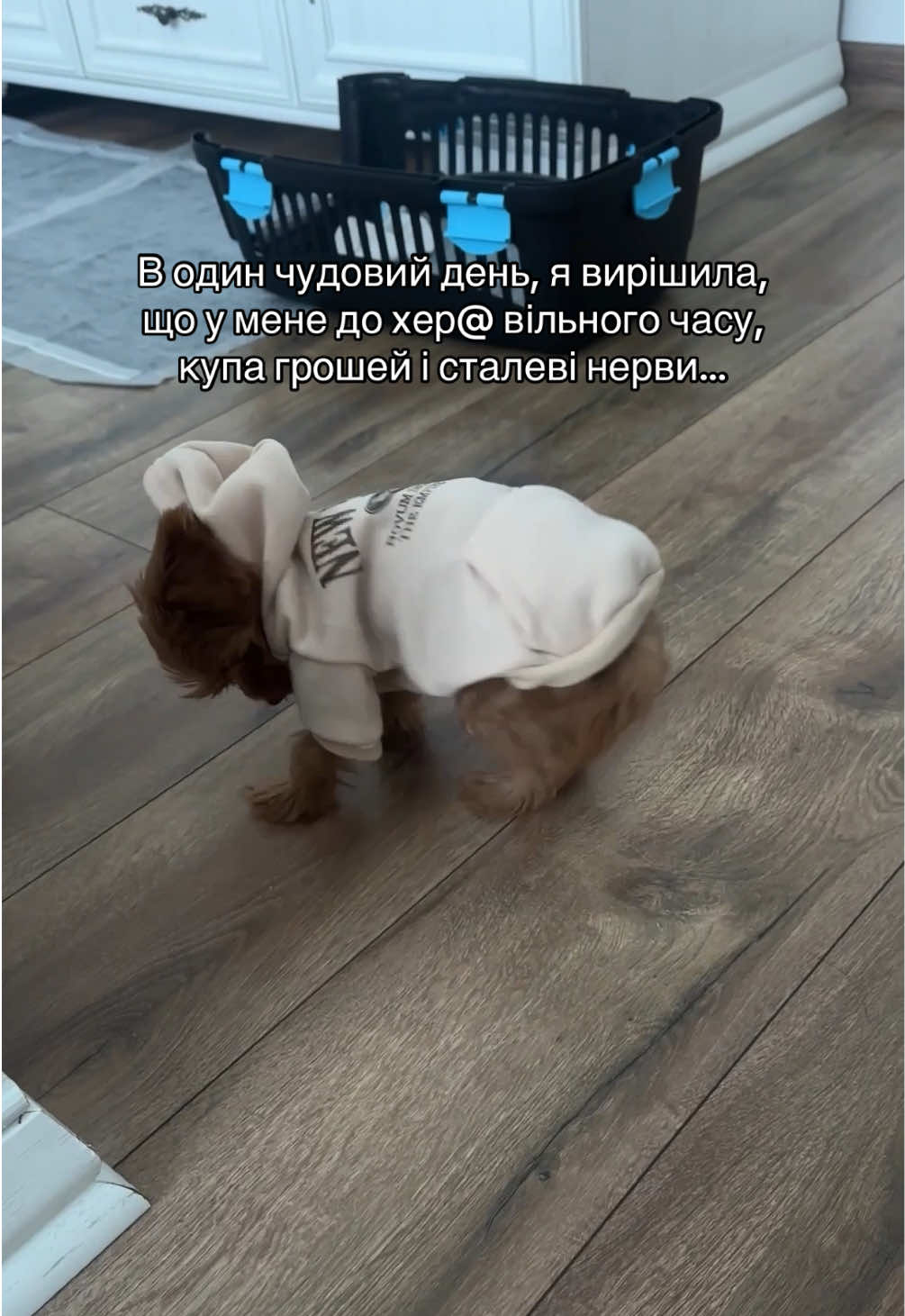 @Мальтипух Кіра
