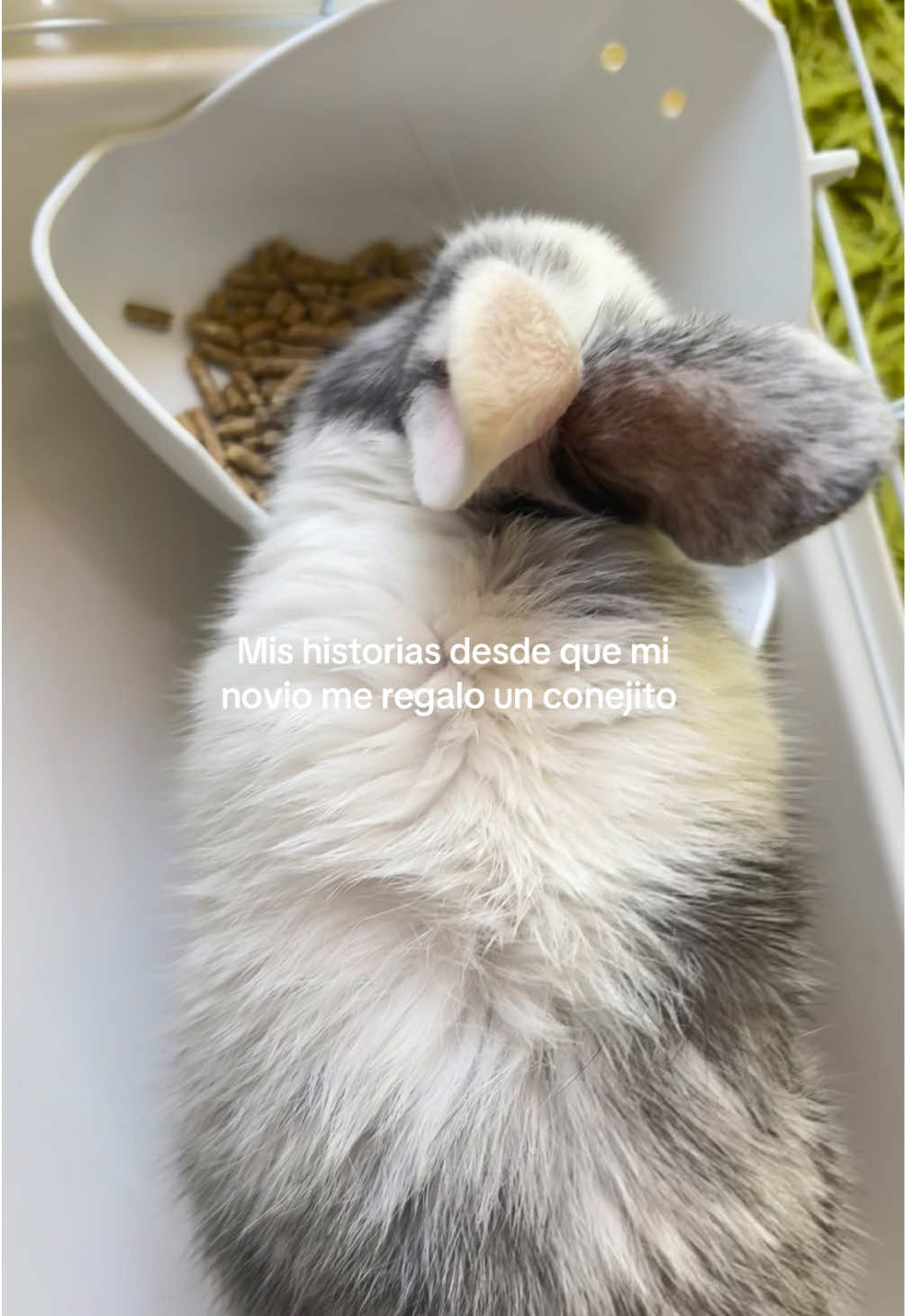 @ㅤ𝓓𝓪𝓷𝓲𝓮𝓵𝓪