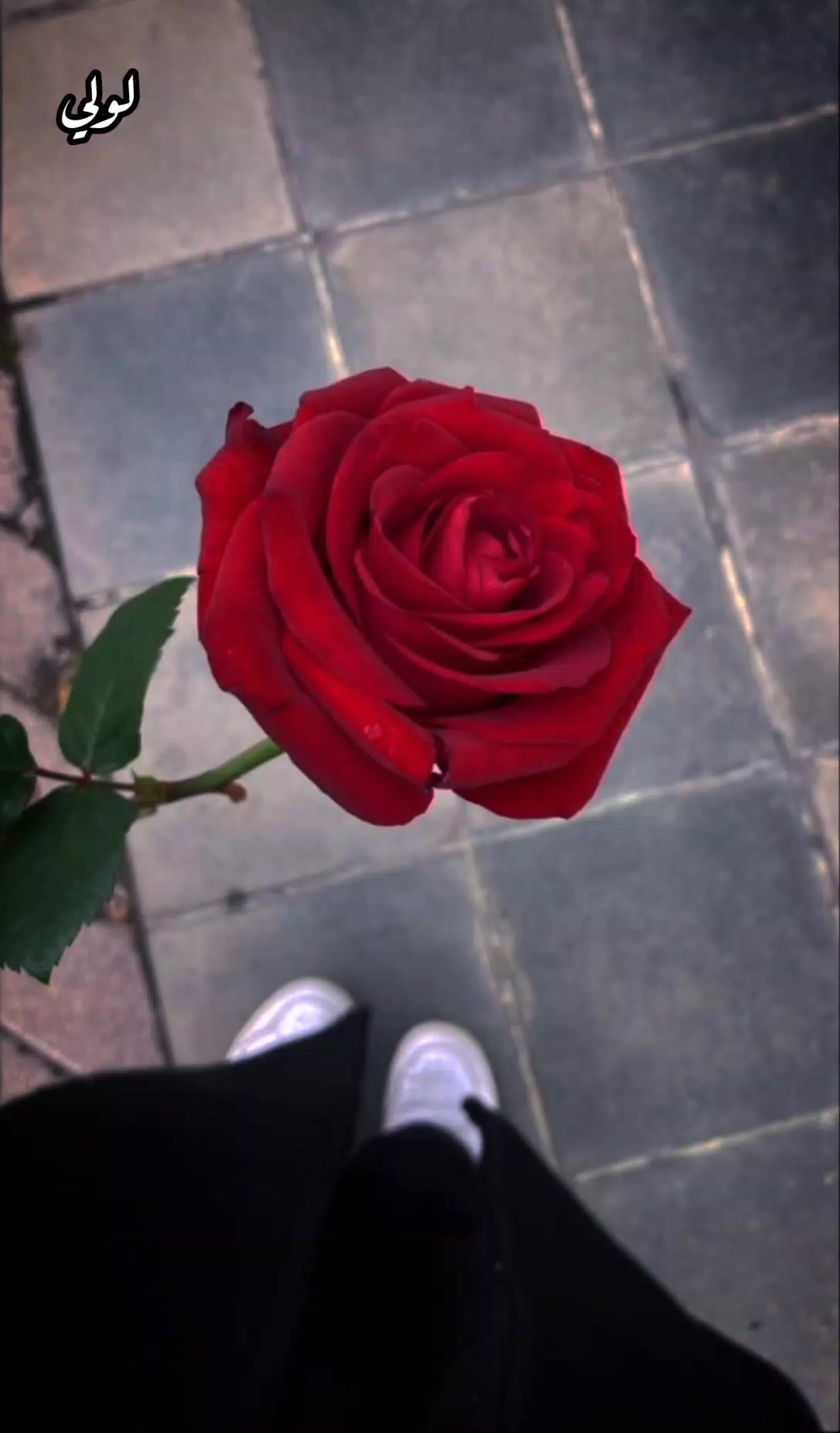 @ݺ﮼لولي