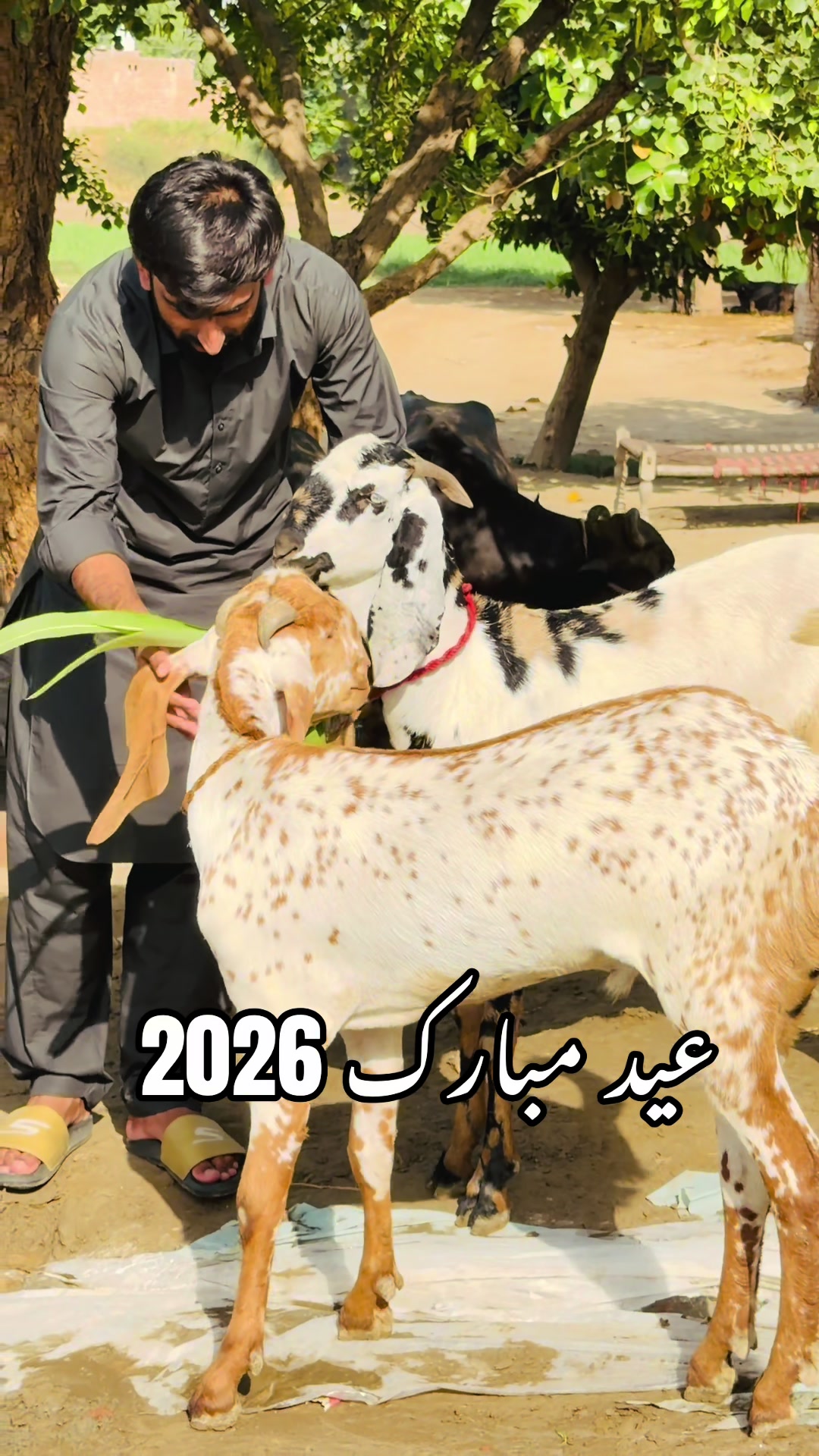 @AFZAL WATTOO
