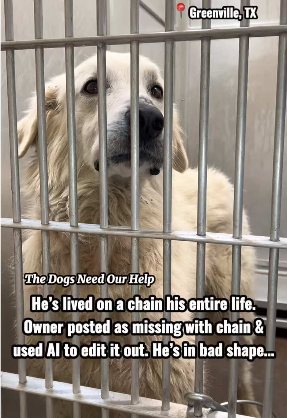 @The Dogs Need Our Help