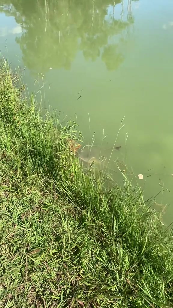 @Dimex Pescador