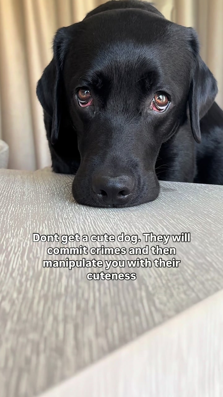 @lisatheblacklab