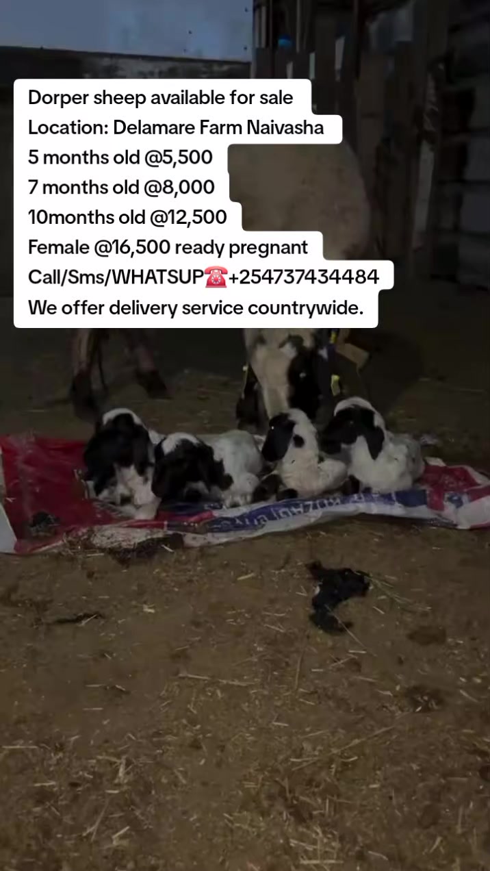 @KENYA FARM NAIVASH 0737434484
