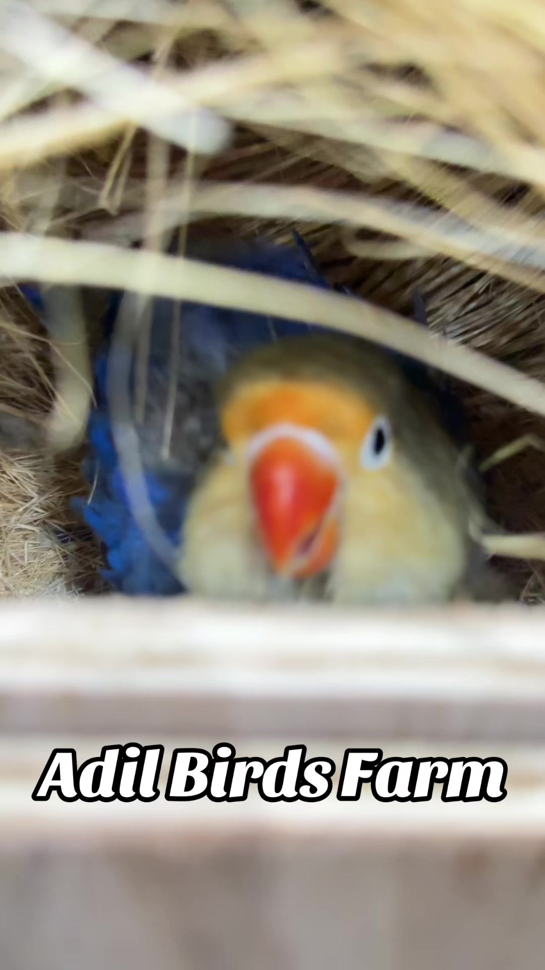 @AdilBirdsFarm