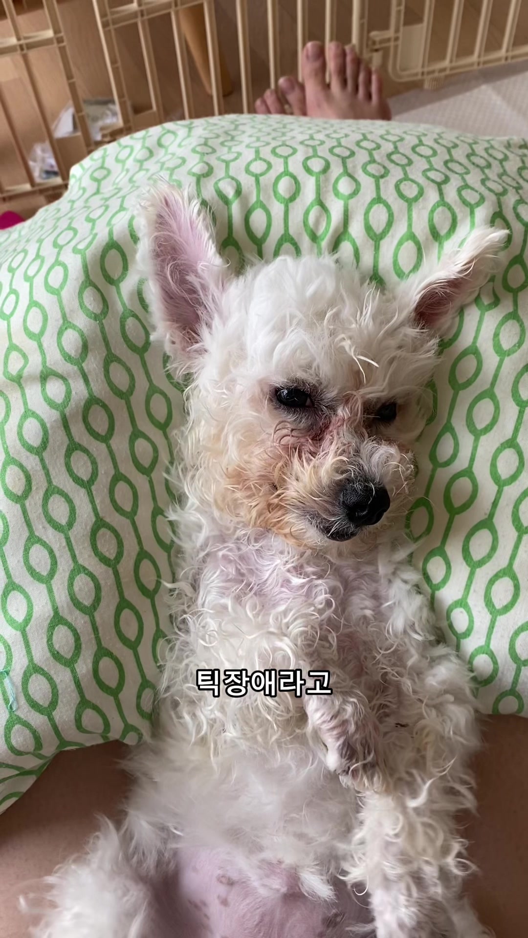 @한조니 Shelly