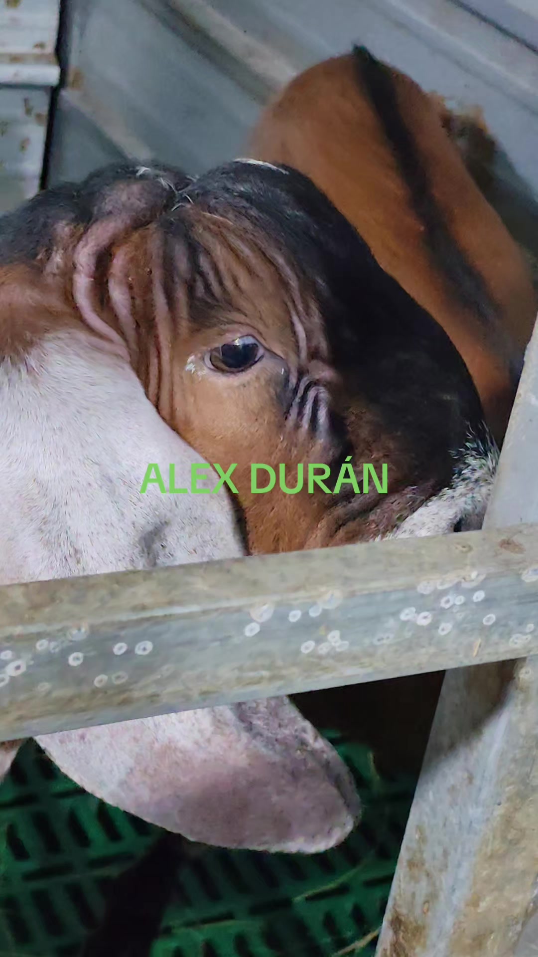 @alexduran7558