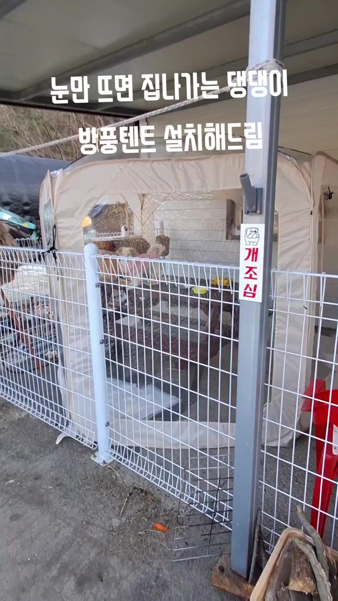@시골콩콩이