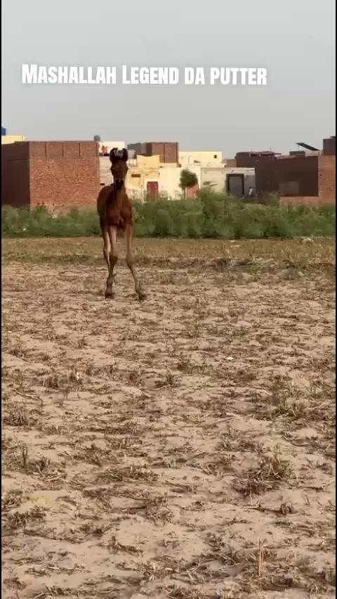 @احمد گل نمبر دار