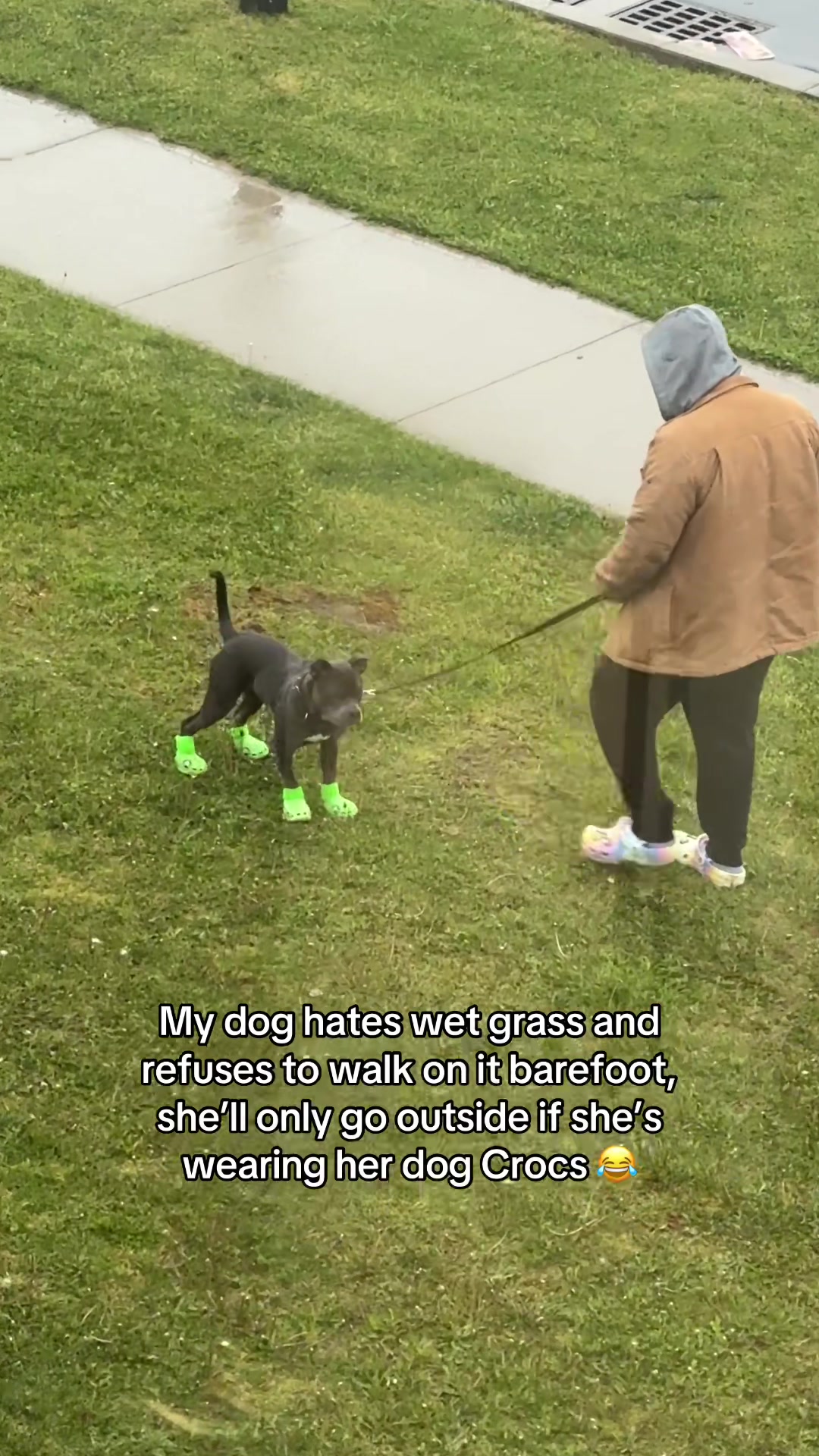 @Luna The Pittie