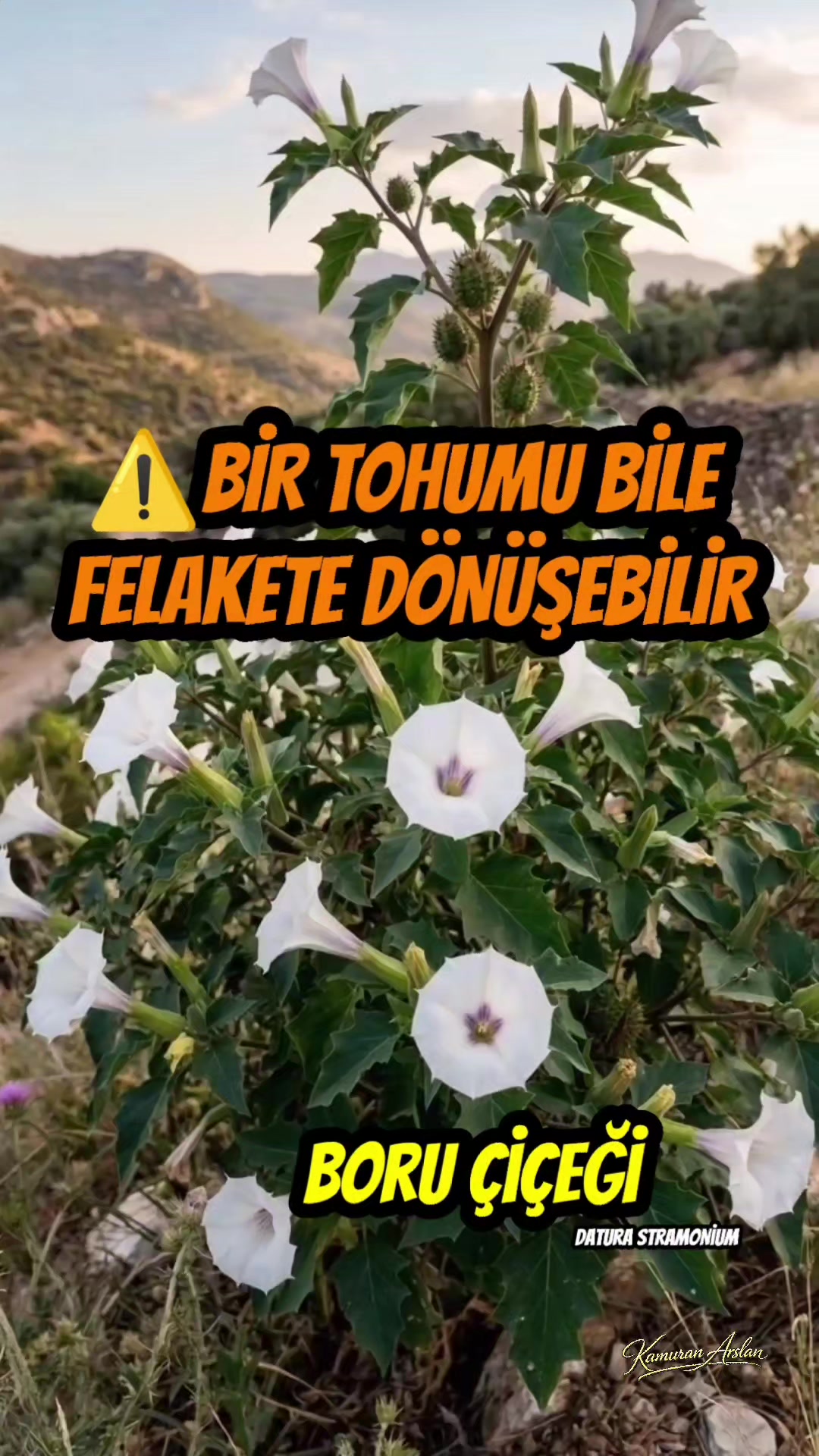 @Kamuran Arslan