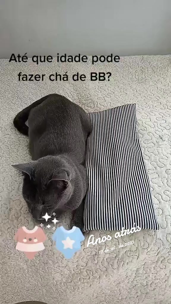 @O GATO ZEZ&Eacute;