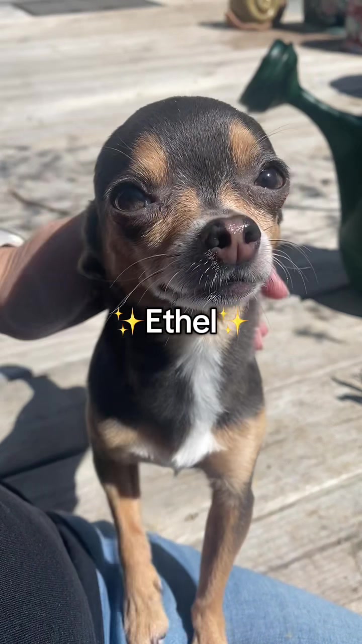 @Ana 💛 | Brick•Ethel•Lady 🐾