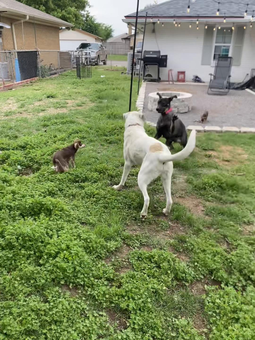 @405&ensp;Animal&ensp;Rescue