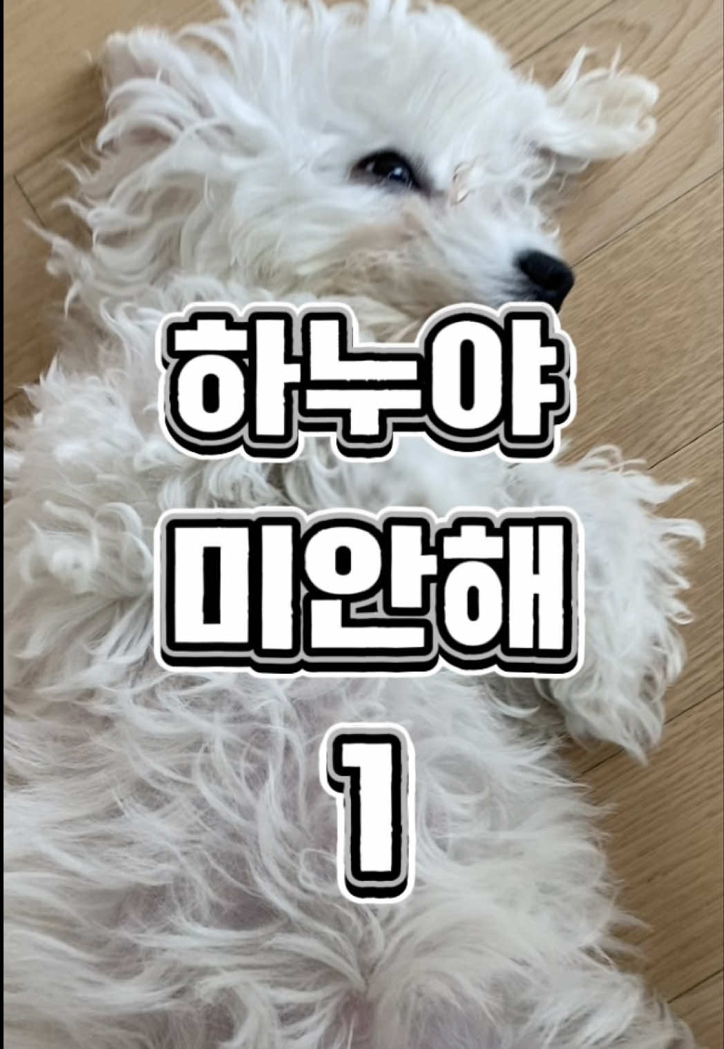 @한조니 Shelly