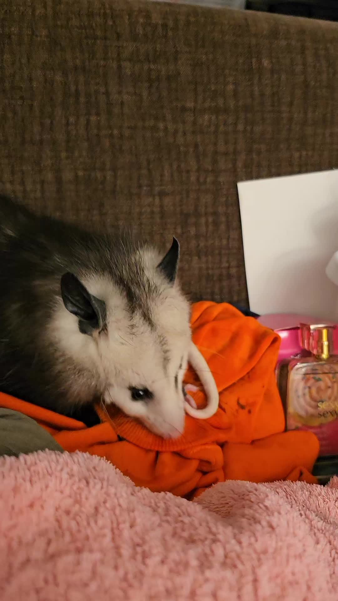 @OPOSSUMDAWGMOM