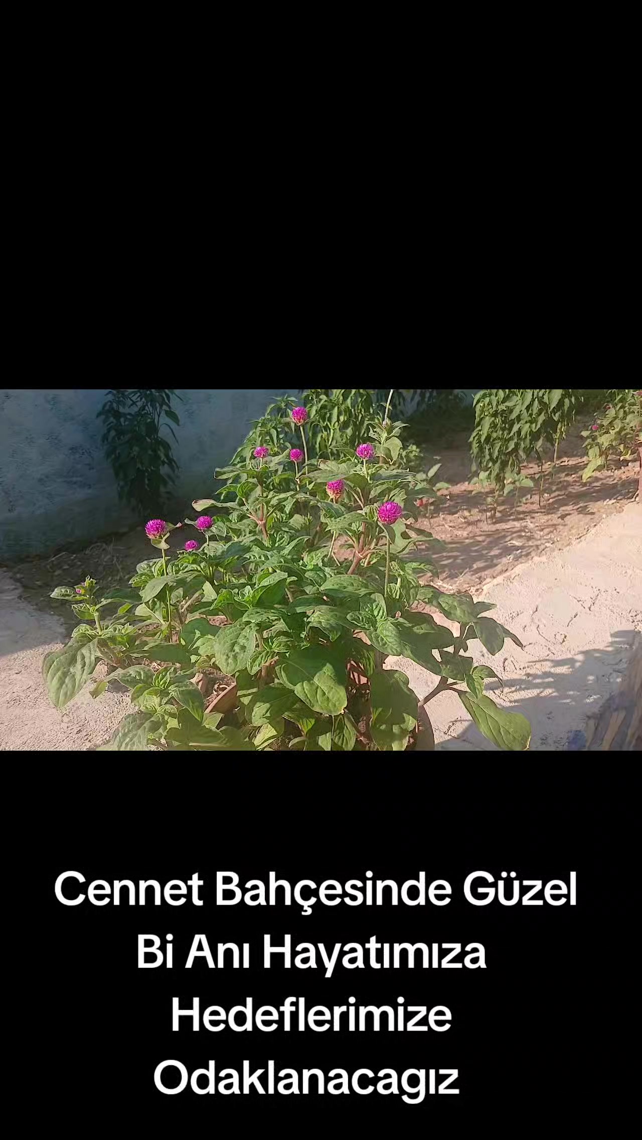 @Ziliftaroğlu Mehmet 46
