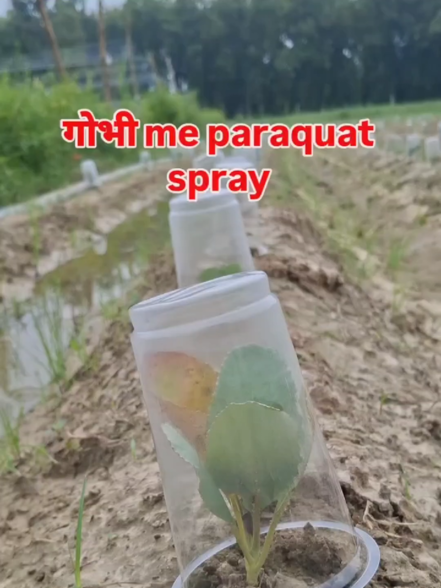 @Prajapati Agro Vet