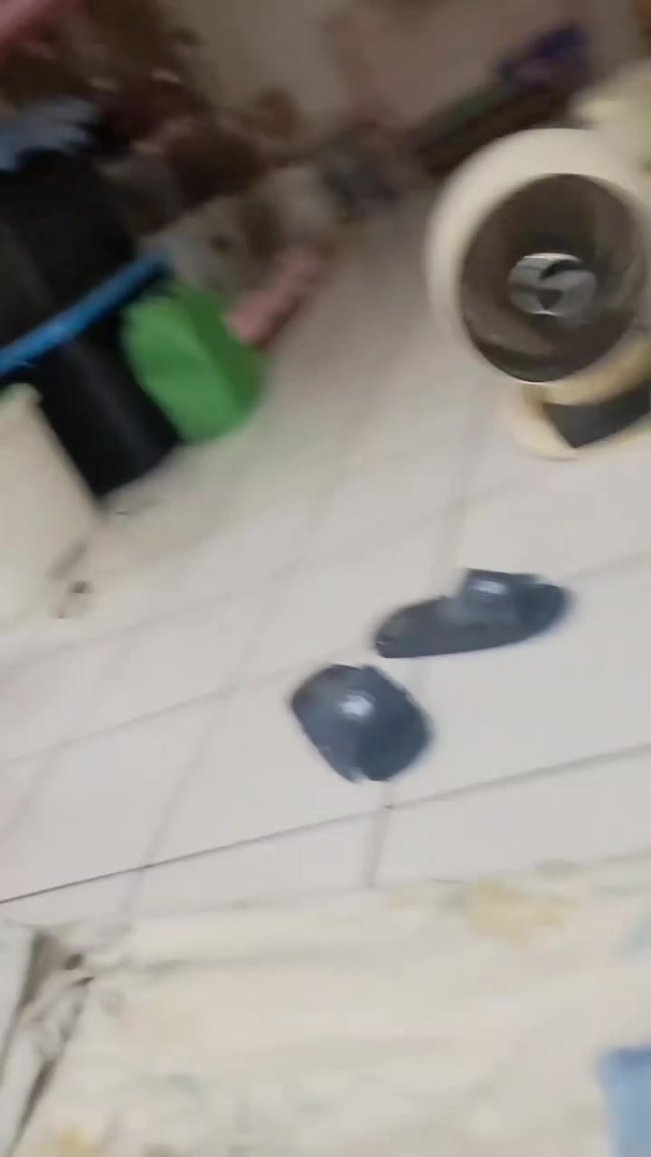 @糧巢偉-貓咪執事
