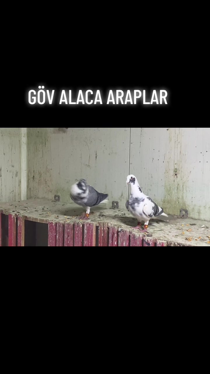 @ⒼİSMAİL ACARⒼ