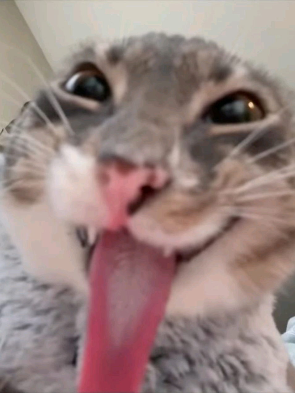 @𝔰𝔦𝔯𝔦𝔲𝔰˚₊‧꒰ა ☆ ໒꒱ ‧₊˚