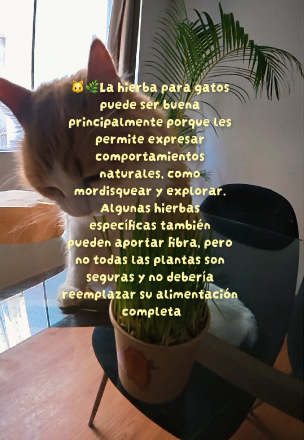 @Ahora somos M.A.S