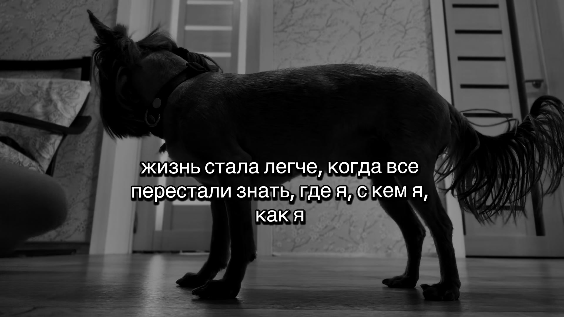 @Собака Евик🐾