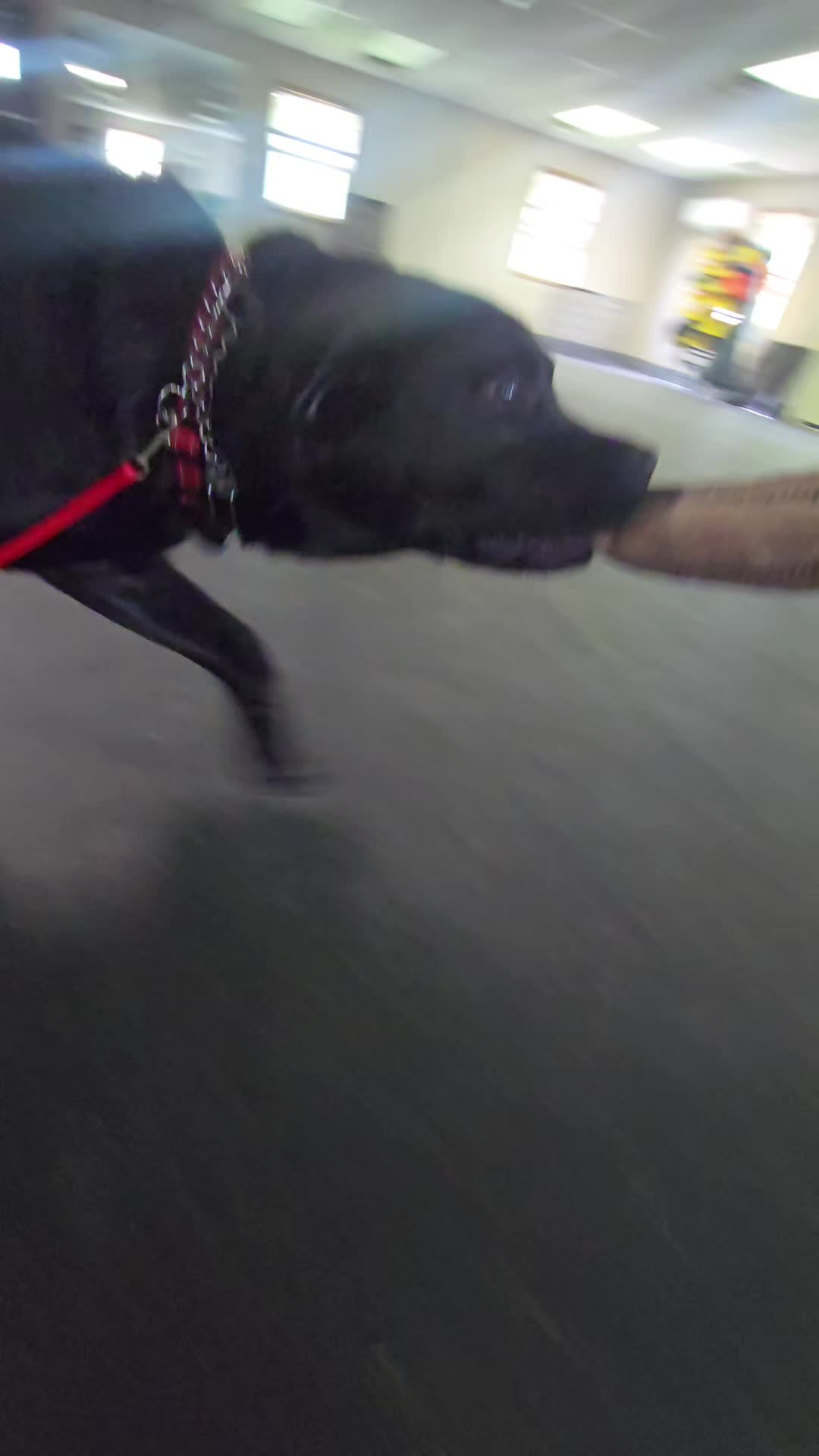 @Monster Made K9 Training💪🏽👹