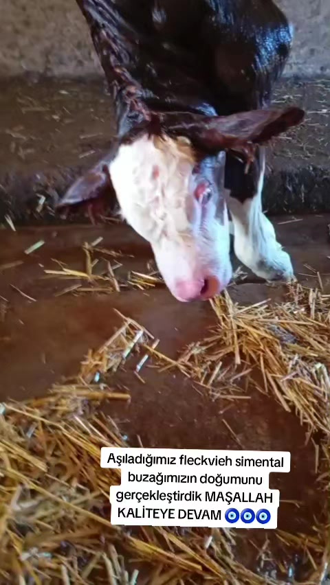 @sakip ekşi ( Deva Vet)
