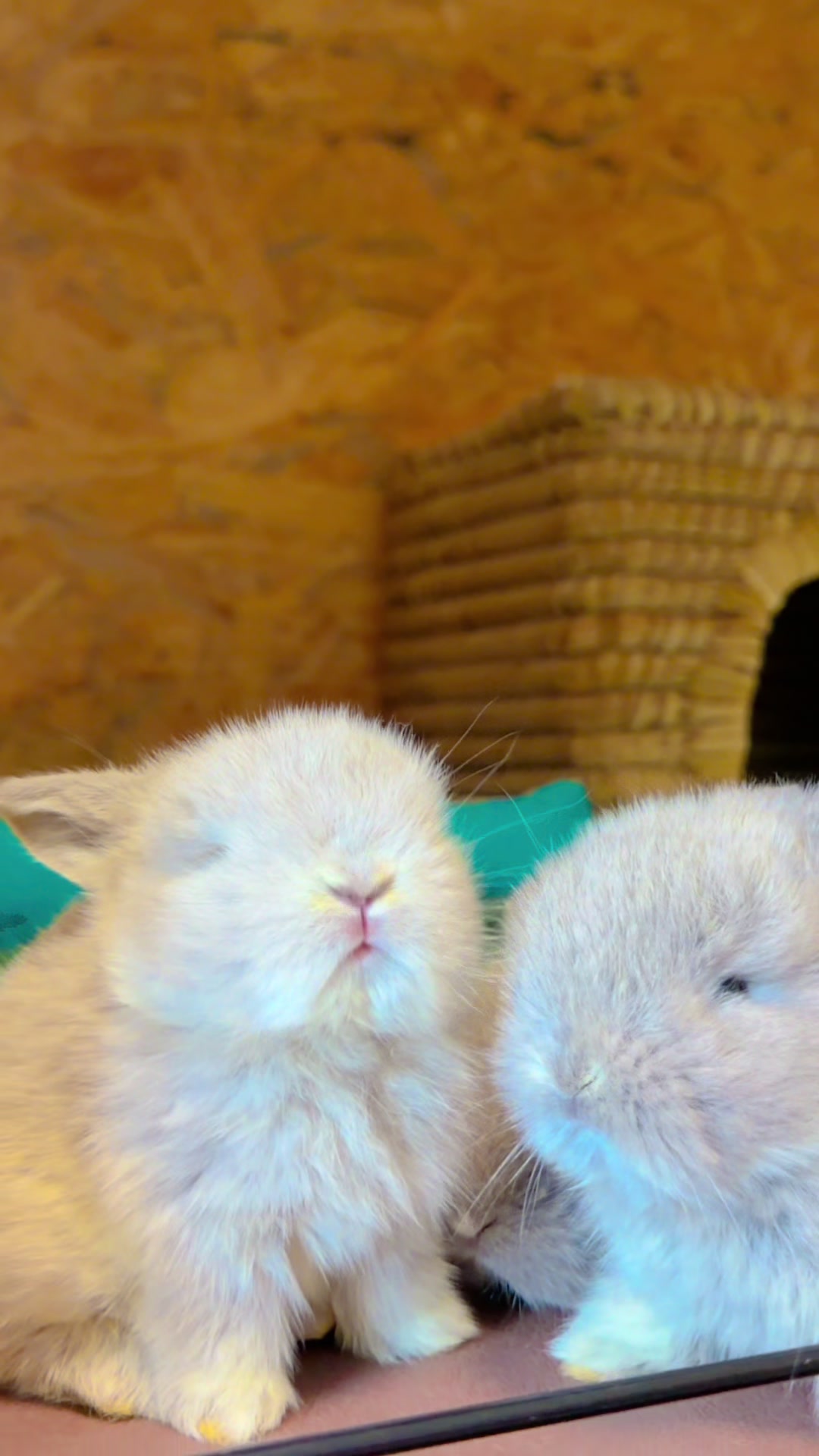 @🐩Momofpets🐾🐇🐢