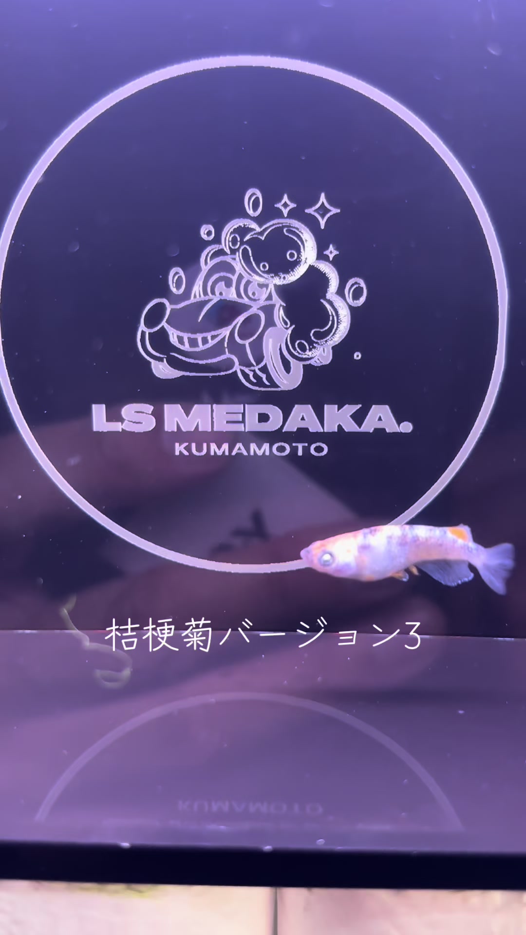 @LSメダカ