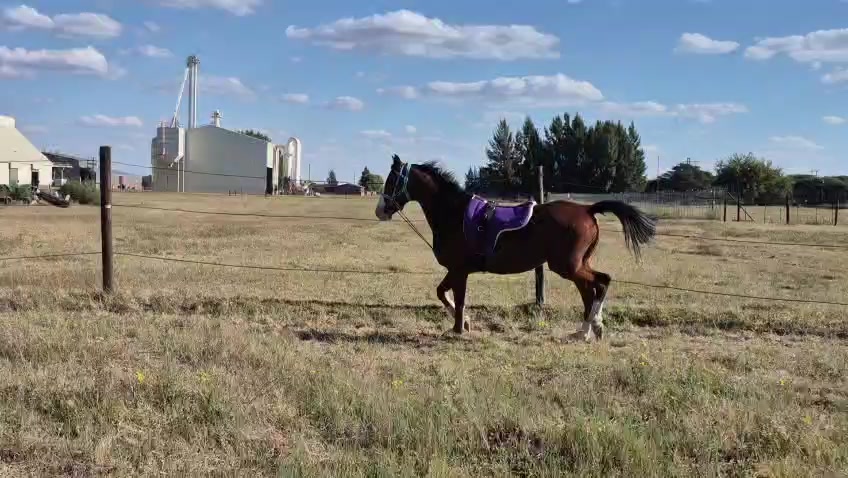 @uitzicht_arabian_stud