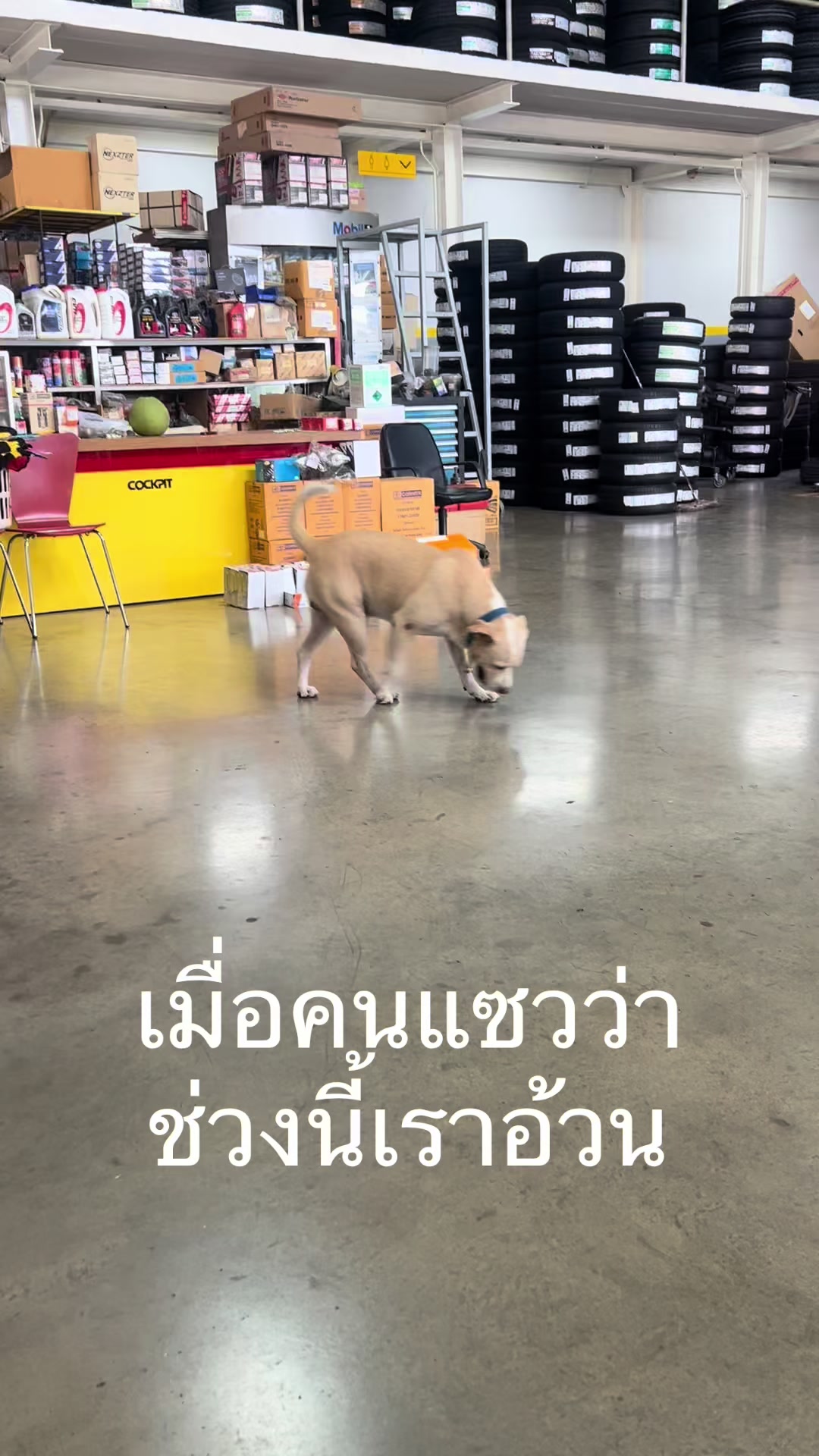 @มะลิตาฟ้าาาาา🐕🐶💫