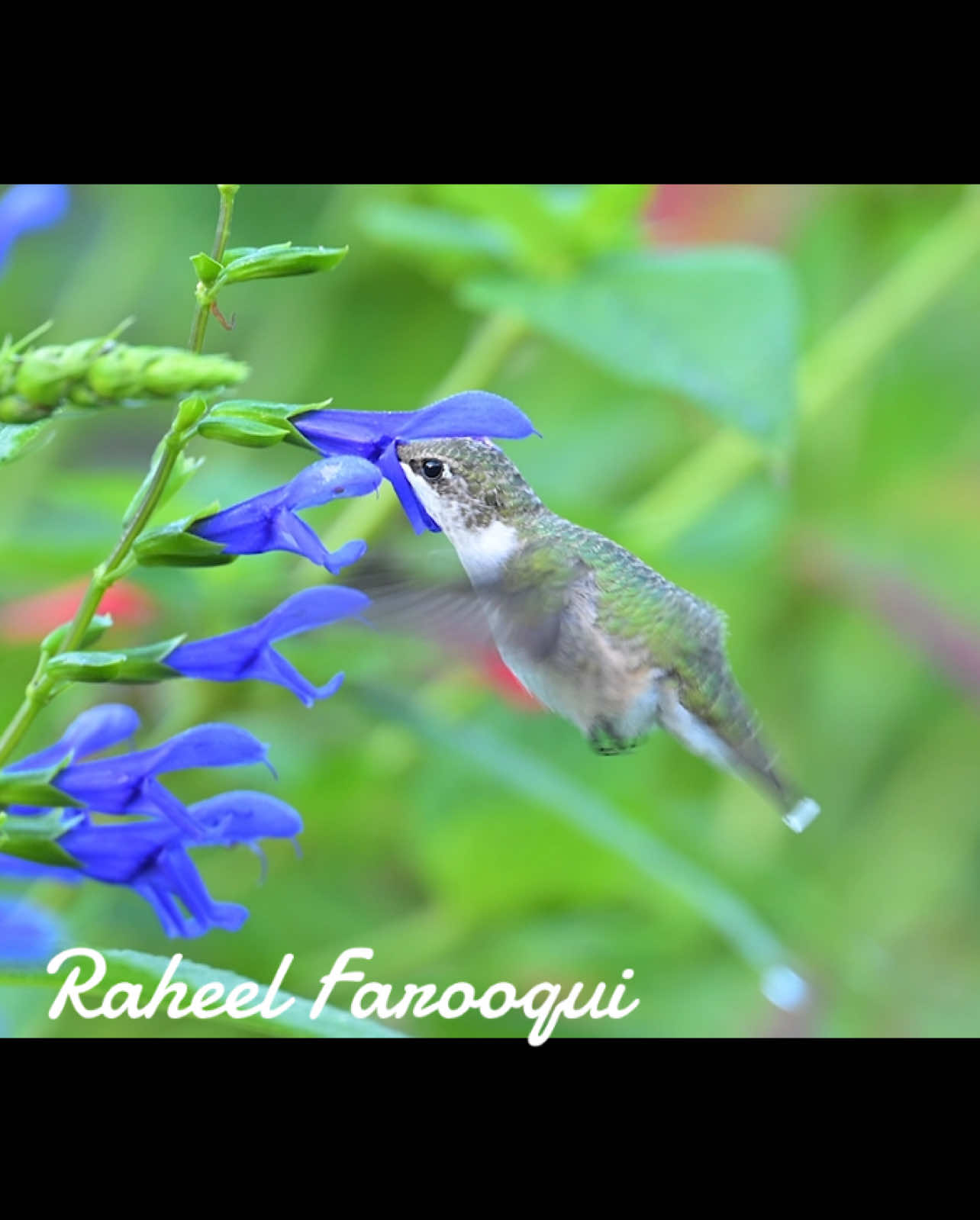@Raheel Farooqui