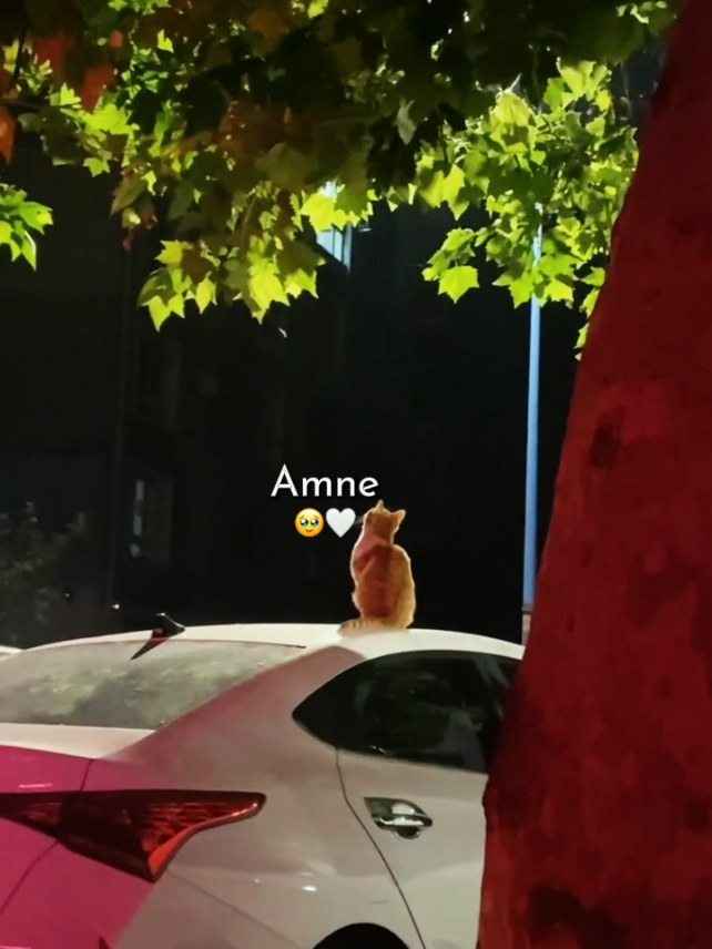 @Hɪʙᴀ 👑 خان