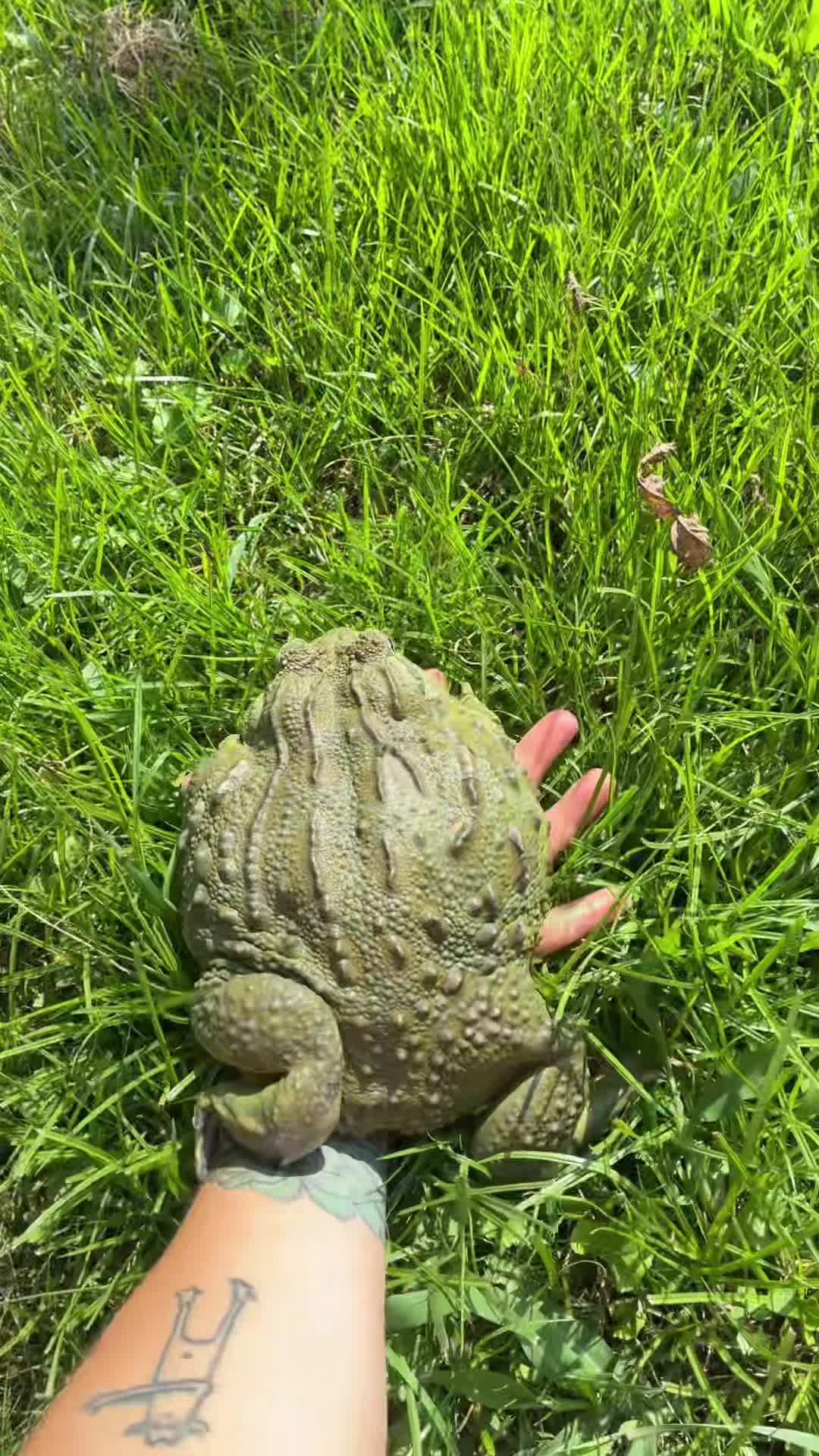 @Courtney | Amphibian Mother ☀️